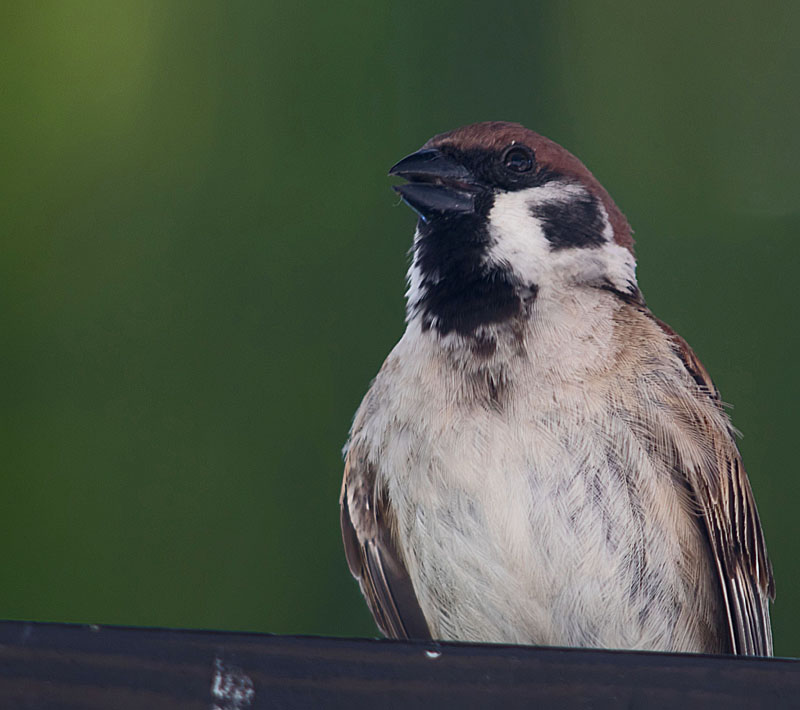 Tree sparrow Philippines