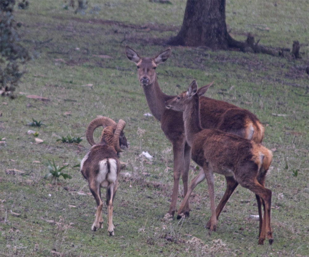 Mouflon and red deer