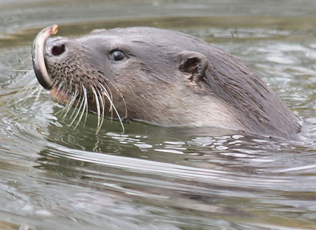 Otter with lamprey
