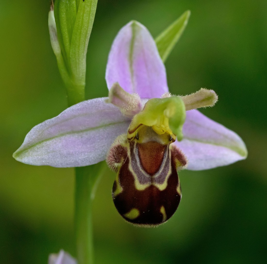 Bee orchid S Tolls 31 May 2017
