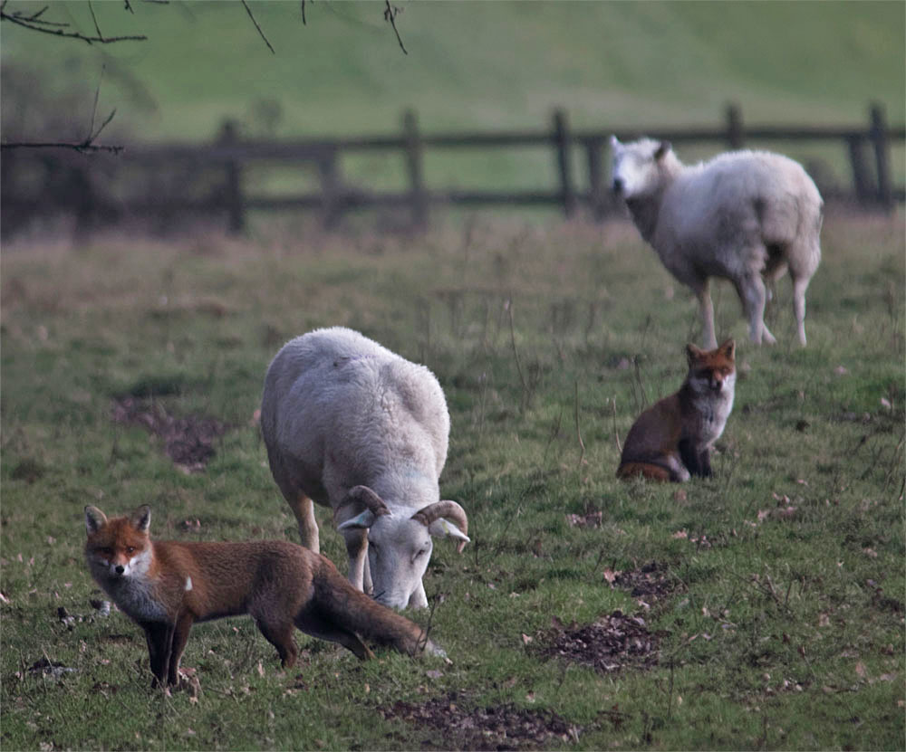 foxes and sheep bl 17 jan 2018