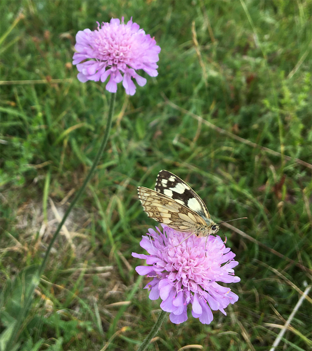 Scabious and marbled white 29 Jun 20