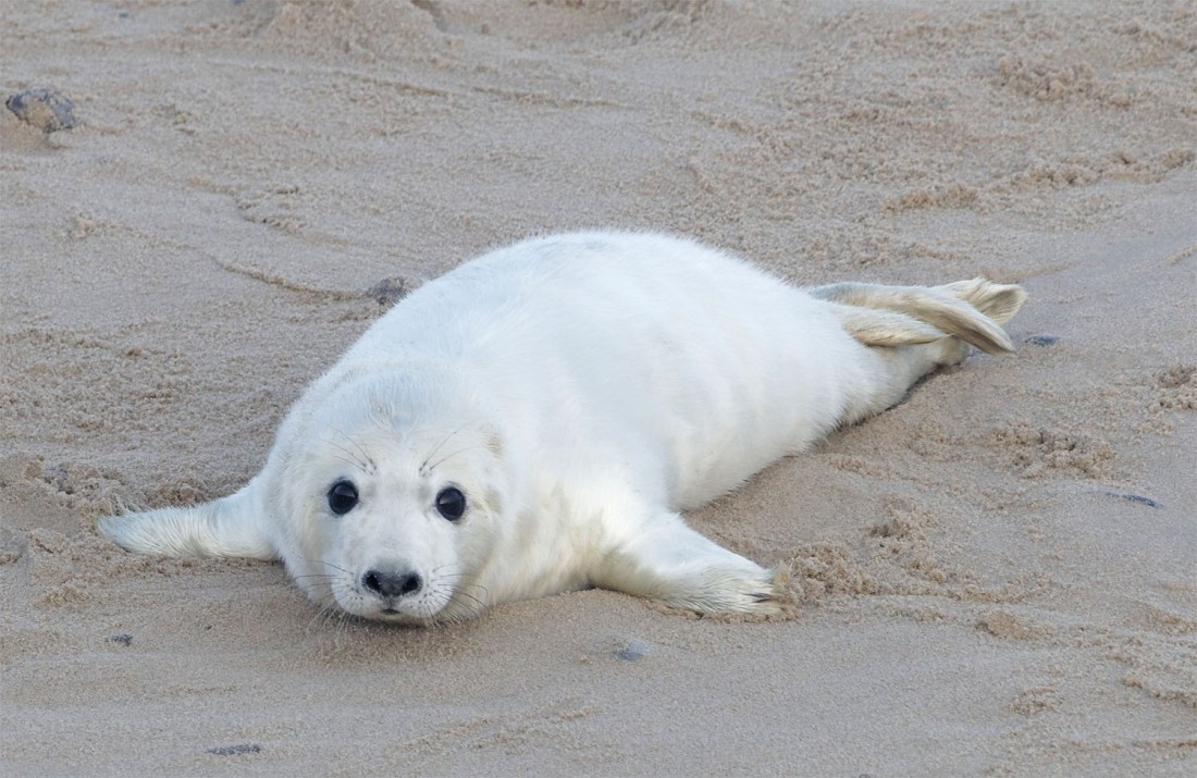 Seal pups4 18 Dec 2021