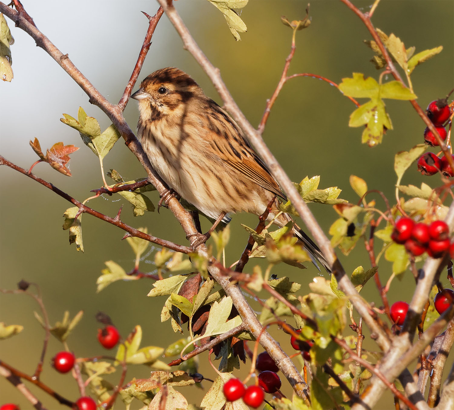 Reed bunting Oct 2022