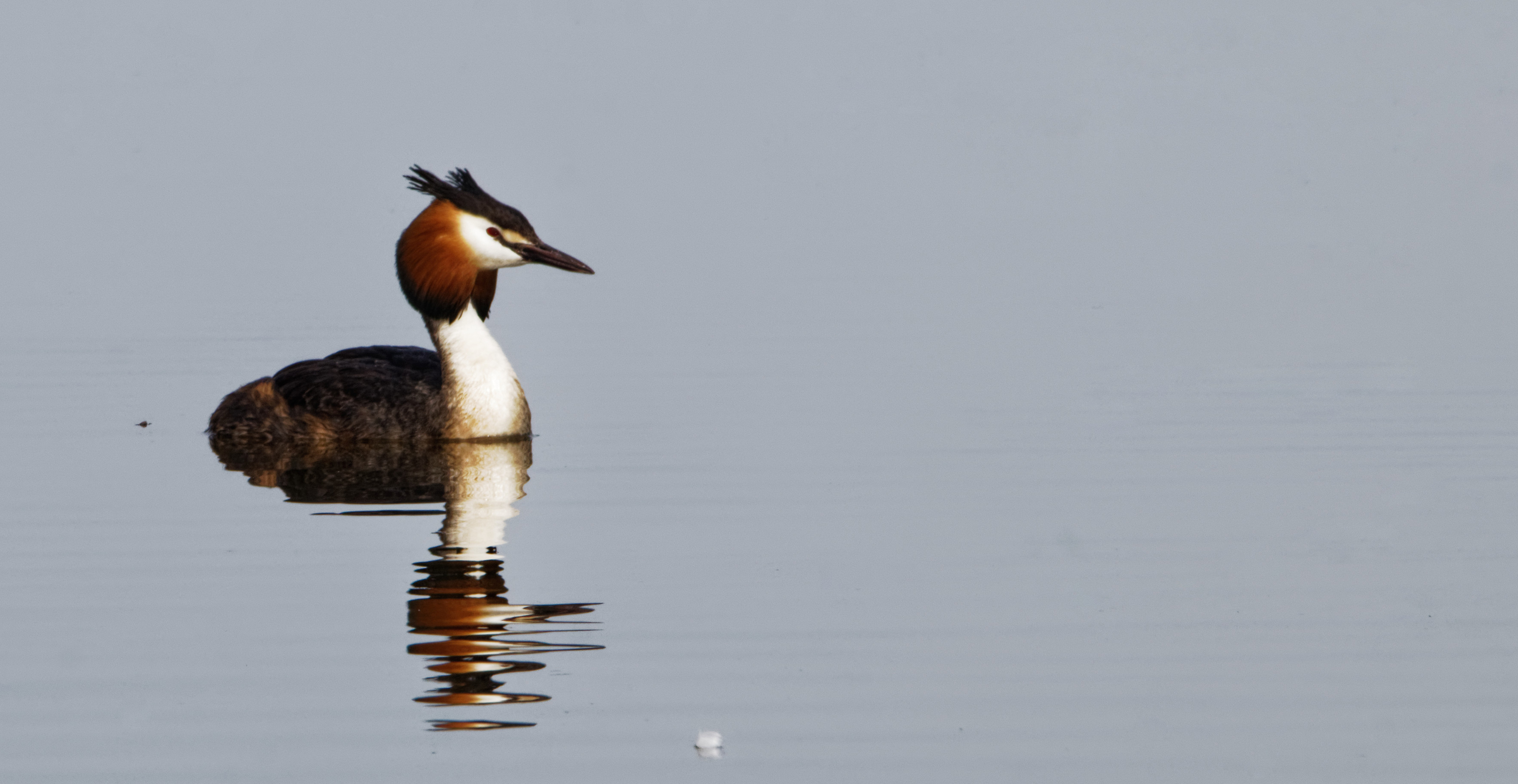 Great crested grebe1 May 23