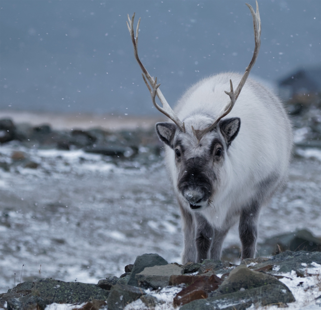 Svalbard reindeer1