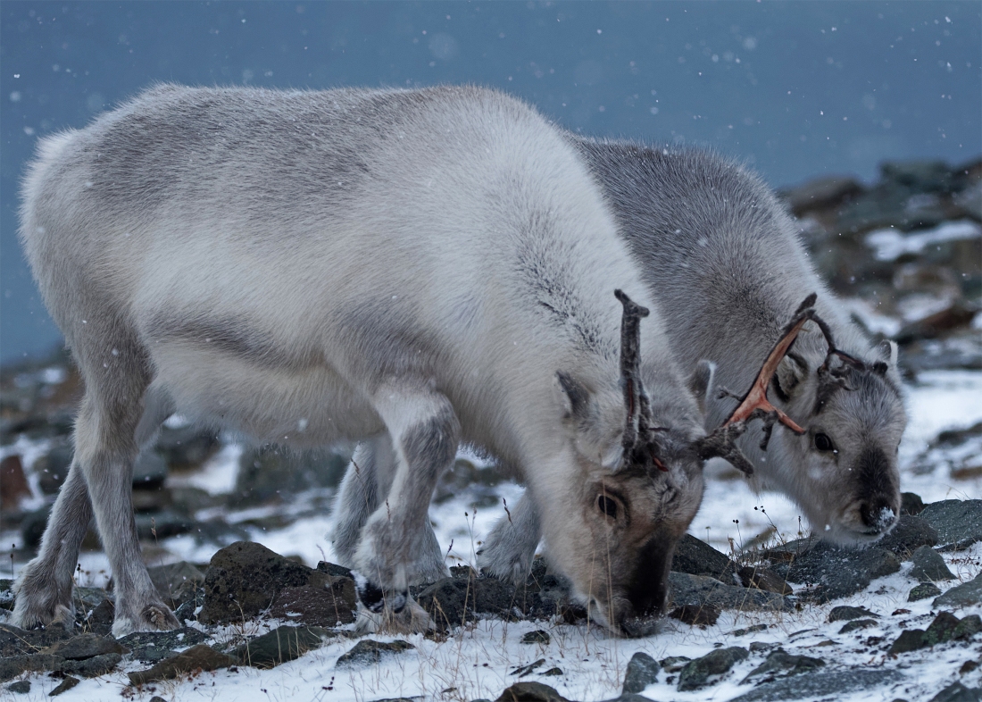 Svalbard reindeer2
