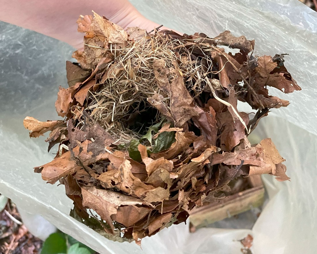 Dormouse nest old