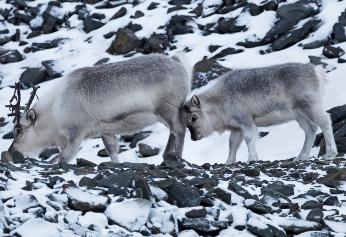 Svalbard reindeer6