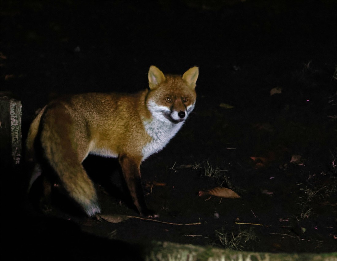 Fox at night Dec 23